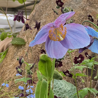 Meconopsis 'Ascreavie'